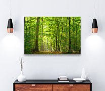 Obraz Krása lesa zs1140